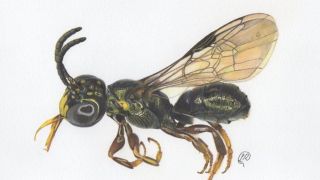 Pesquisadores brasileiros descobrem nova espécie de abelha