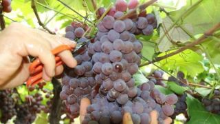 Muito sol e pouca chuva garantem nível excelente de doçura das uvas