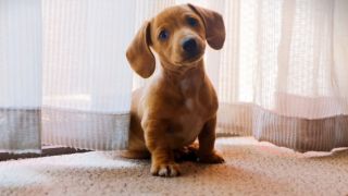 Animais no verão: como cuidar do seu pet em dias quentes