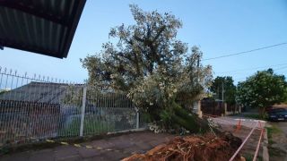 Chuva derruba árvores e causa alagamentos em cidades do RS