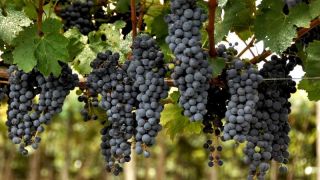 Uva da Serra Gaúcha poderá ter maior produtividade e qualidade similar ou superior à safra 2020