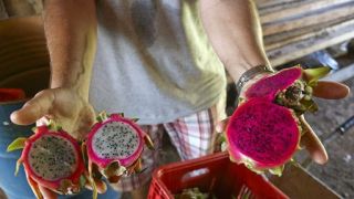 RS: plantio de pitaya atrai interesse de produtores em Santa Cruz