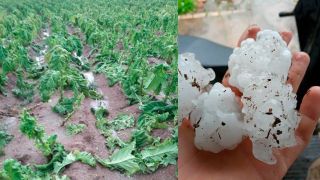 Granizo atingiu região em áreas isoladas e causou estragos