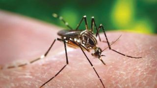 Intensificada a imunização contra a febre amarela em quase 30 cidades gaúchas