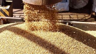Com forte redução nas vendas de soja, exportações do agronegócio gaúcho caem 16,1% em 2020