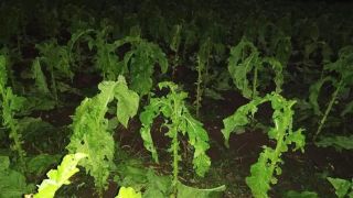 Chuvisca a e Dom Feliciano foram atingidos por queda de granizo