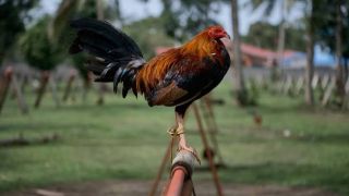 Galo usado em rinha ilegal mata o próprio dono na Índia