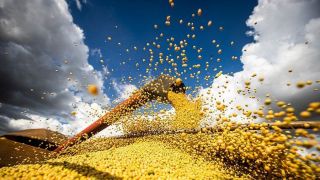 Exportações de soja do Brasil caem 40% em fevereiro com atraso na colheita