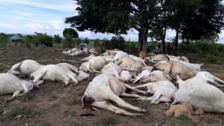 Em 10 anos, 2.973 animais já foram mortos no campo por raios no Brasil, aponta Inpe