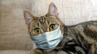 Gata é diagnosticada com Covid-19 em Caxias do Sul
