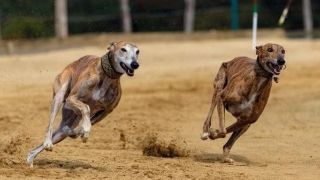 Projeto que proíbe corrida de cães é aprovado por unanimidade em Porto Alegre