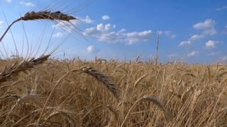 Campanha incentiva o consumo do trigo gaúcho no Rio Grande do Sul