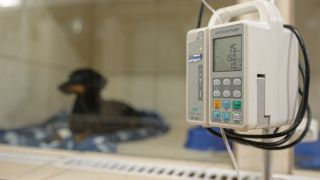 Pesquisa mostra taxa maior de infecção de animais pela Covid-19