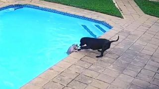 [VÍDEO] Cadela heroína salva ‘irmãozinho’ de se afogar em piscina na África do Sul