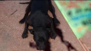  Criança morre após ataque de pit bull: 'Cachorro estava grudado no pescoço dela'