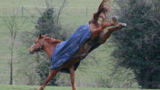 Menina de oito anos morre após ser atingida por coice de cavalo