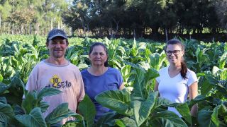 Começa a colheita do tabaco na lavoura plantada fora de época