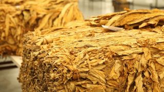 Fumo ajuda a impulsionar as exportações do agronegócio gaúcho no primeiro trimestre de 2021