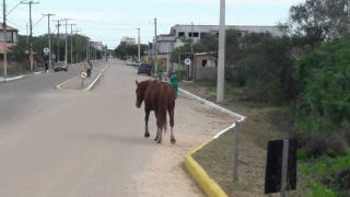 Cresce o número de denúncias sobre animais soltos em Tapes