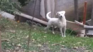 PROCURA-SE: Cachorro desaparecido em Dom Feliciano