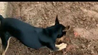 Cachorro pinscher de traficante denuncia esconderijo de droga a policiais: vídeo