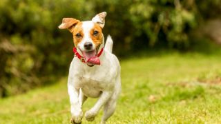 Alunos espancam e jogam cachorro do segundo andar de escola em Canoas