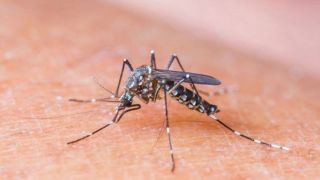 Rio Grande do Sul tem oito mortes por dengue em 2021