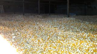 Safra de grãos tem apresentando grande produtividade e valorização em Barão do Triunfo
