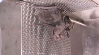 Vídeo de morcegos em laboratório ressuscita polêmica sobre origem do coronavírus