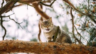 Por que os gatos somem? Saiba o que fazer quando isso acontece