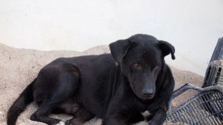 Justiça Federal proíbe remoção ou despejo de duas cachorras da sede dos Correios em Porto Alegre