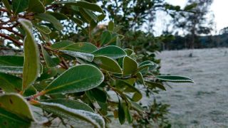Frio deverá provocar geada nos próximos dias na Costa Doce