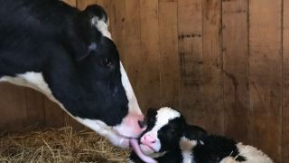 Abate de vacas prenhas gera polêmica
