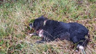 Bombeiros Voluntários resgatam cachorro que seria morto em Tapes