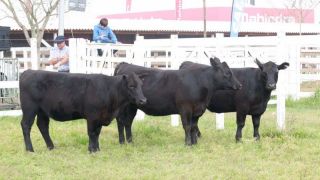 A 44ª Expointer conta com 4.057 animais inscritos