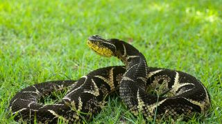 Substância em veneno de cobra brasileira pode inibir avanço da covid-19, aponta estudo