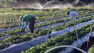 Senado aprova auxílio para agricultores familiares afetados pela pandemia