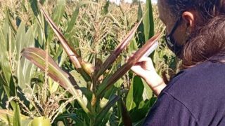  Secretaria da Agricultura emite alerta fitossanitário para cigarrinha do milho