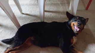 Cachorra é resgatada após dois dias presa em uma pedreira em Mariana Pimentel