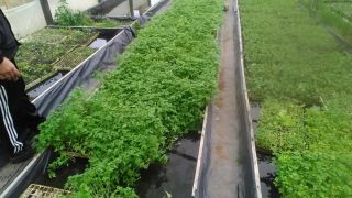 Mudas de mandioca vassourinha e verduras são distribuídas pelo Programa de Diversificação de Culturas