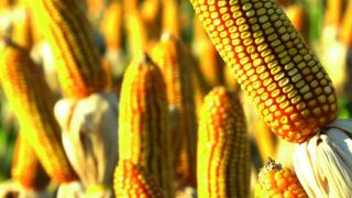 Confira a situação atual do milho na Região Sul do Brasil