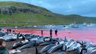 A revolta após matança de 1.400 golfinhos em um dia na Europa