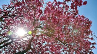 Saiba como será o clima na primavera de 2021, que começa nesta quarta