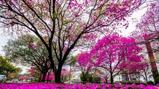 Primavera começa nesta quarta-feira e primeira semana será marcada por frente fria no Sul e Sudeste