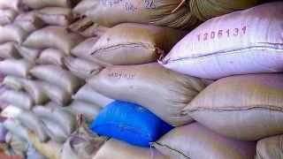 Confirmada negociação de 50 mil toneladas de arroz com casca para o exterior