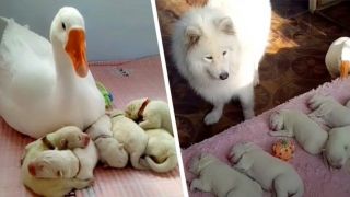 Uma gansa cuida de cachorrinhos recém nascidos para que a cadela possa descansar após o parto