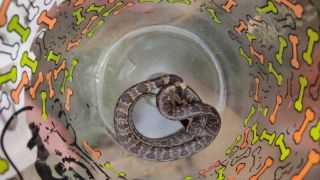 Moradora de SC acha cobra em couve-flor, pensa que é ‘pegadinha’ e acaba ferida