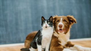 Câmara dos Deputados aprova projeto que proíbe eliminação de cães e gatos por órgãos públicos