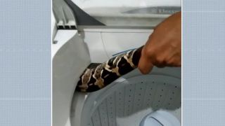 Cobra é encontrada dentro de máquina de lavar roupa em casa no Grande Recife