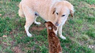 Cachorro heroico nada 60 metros em lago para salvar filhote de cervo que se afogava